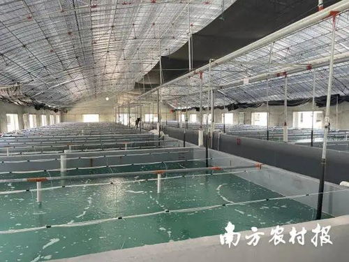 打造海水種業(yè)硬支柱 小鎮(zhèn)推動(dòng)苗種生產(chǎn)規(guī)范化與全產(chǎn)業(yè)鏈發(fā)展
